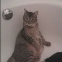 fatboi