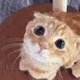 cat_stare