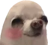 gwawaShy
