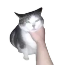 catchoke