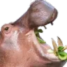 hippomonch