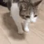 6668catdies