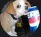 bepis bepis