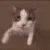 catkiss