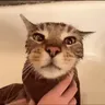 UnsureCat