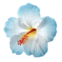 6__flower