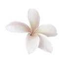 1_flower