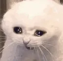 catcry