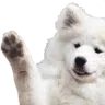 dogwave