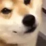 smoothdog