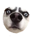 8_DoggoSniff 8_DoggoSniff