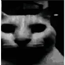 catdespair catdespair