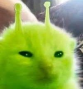 glorp