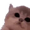 1291319491216801833