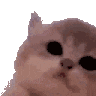 A fluffy kitten with wide eyes undergoes a series of distortions and visual glitches.