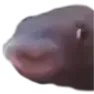 hehe
