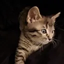 cat2
