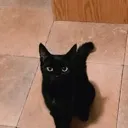 cat3