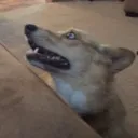 dog2