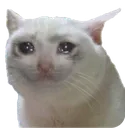 Sad_Cat