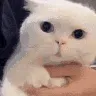 WTF