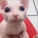 pleaseplagarized