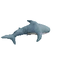 51_AA_silly_shark_spin