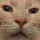 thinkig
