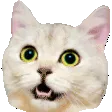 catwooo