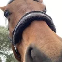 sniff