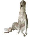 nicostratus