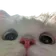 CatBoop