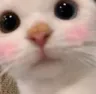 cat_blush