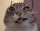 cat_confused