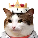 catKing catKing