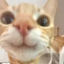 catt