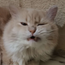 clover Discord emoji