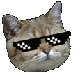 coolcat