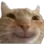 catsmile catsmile