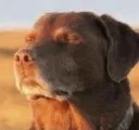 Sunrise_Dog
