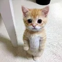 stare