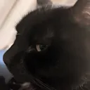 bombasticlawnscatsideeye