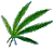 V_weed
