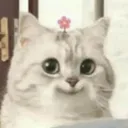 Innocent_kitty