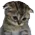 SadCat