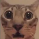 shocked_cat