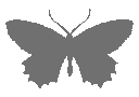 butterflygray