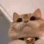 catstare catstare