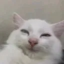 arthur_cat