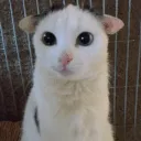 autismcat